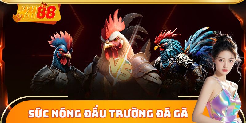 Sức nóng đấu trường Đá Gà Trực Tiếp C1